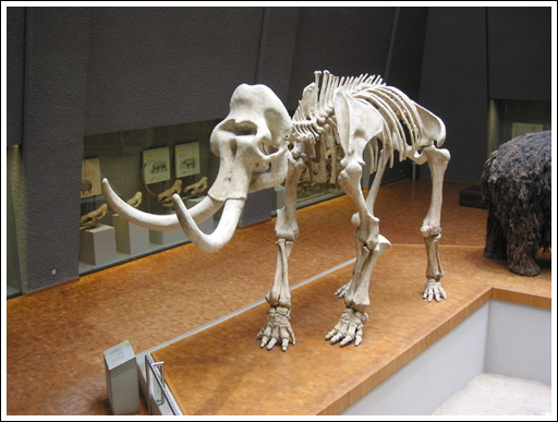 mammut